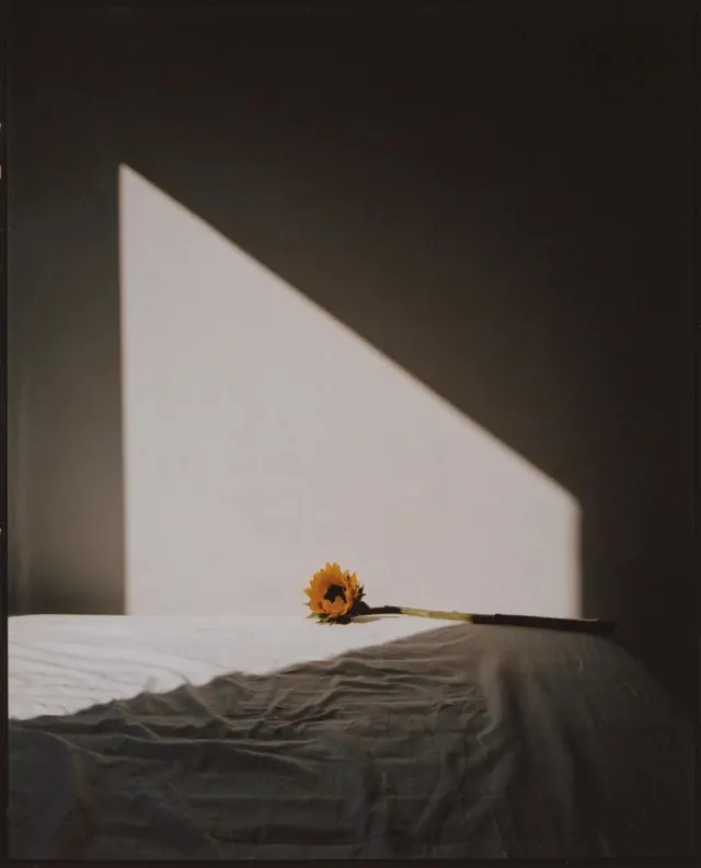 Minimalist Sunlight and Flower Composition, minimal, photographic, high-contrast