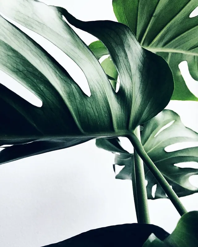 Monstera Leaf Close-up, organic, photographic, high-contrast
