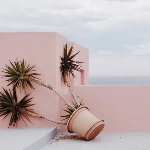 Pink Architectural Palm Scene, minimal, photographic, pastel