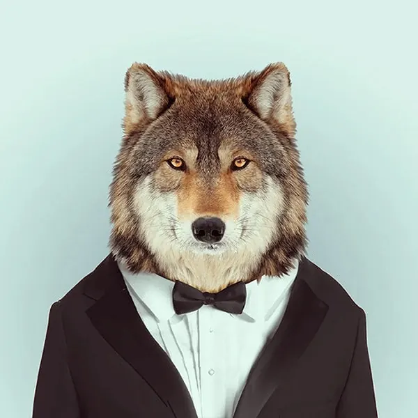 Wolf in Formal Attire, photographic, minimal, light