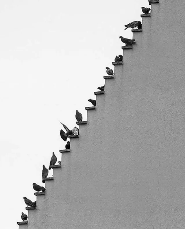 Diagonal Bird Silhouette Pattern, minimal, monochrome, monochrome