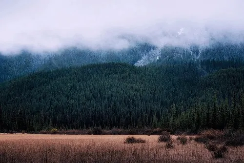 Misty Pine Forest Landscape, photographic, organic, muted