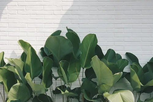 Fiddle Leaf Fig Interior Shot, minimal, organic, light