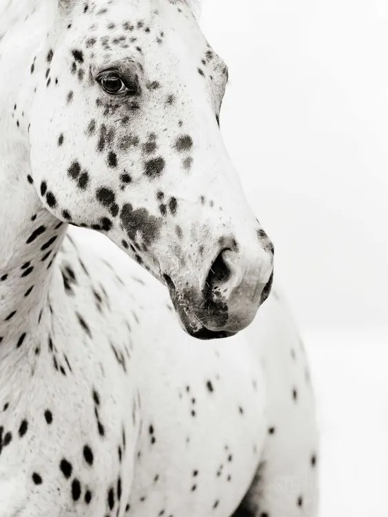 Close-up of a Spotted Horse, photographic, organic, monochrome