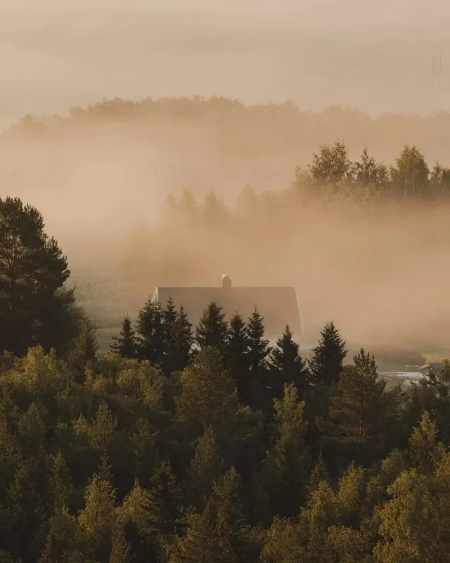 Misty Forest Cabin, photographic, organic, muted