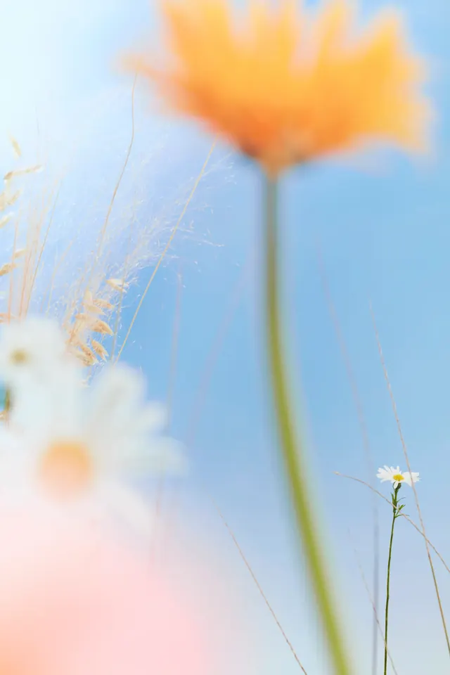 Orange and White Wildflowers, organic, photographic, pastel