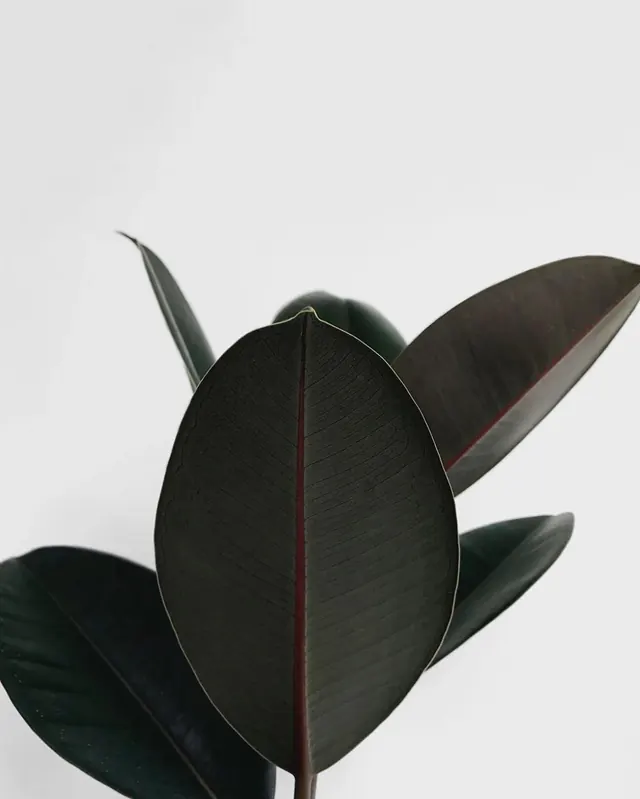 Minimalist Leaf Composition, minimal, organic, dark