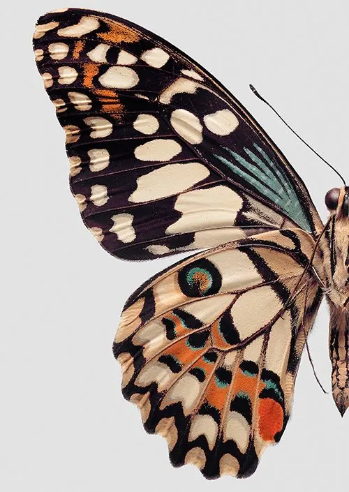 Monarch Butterfly Illustration, organic, illustrated, vibrant