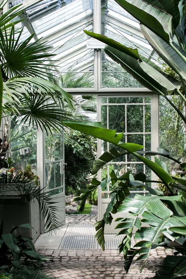 Sunlit Conservatory Interior, photographic, organic, light