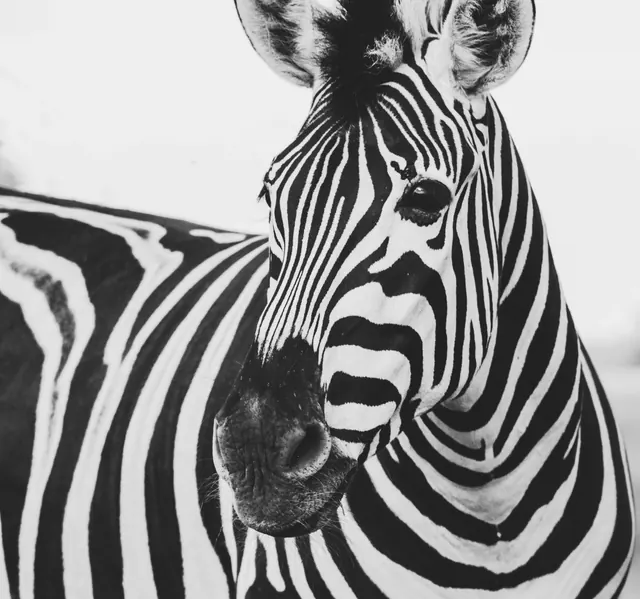 Monochrome Zebra Portrait, monochrome, photographic, monochrome