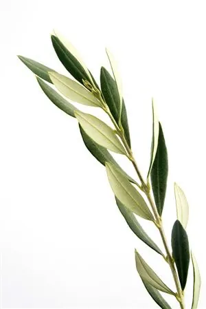 Botanical Leaf Illustration, minimal, organic, earthy