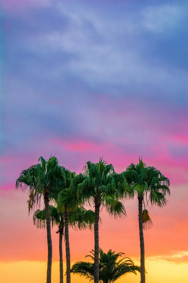 Tropical Sunset Palm Silhouette, photographic, organic, vibrant
