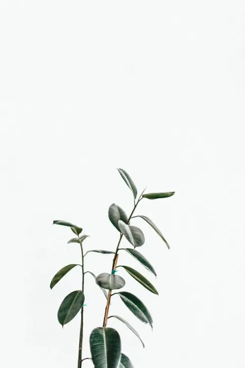 Minimalist Botanical Illustration, minimal, organic, light