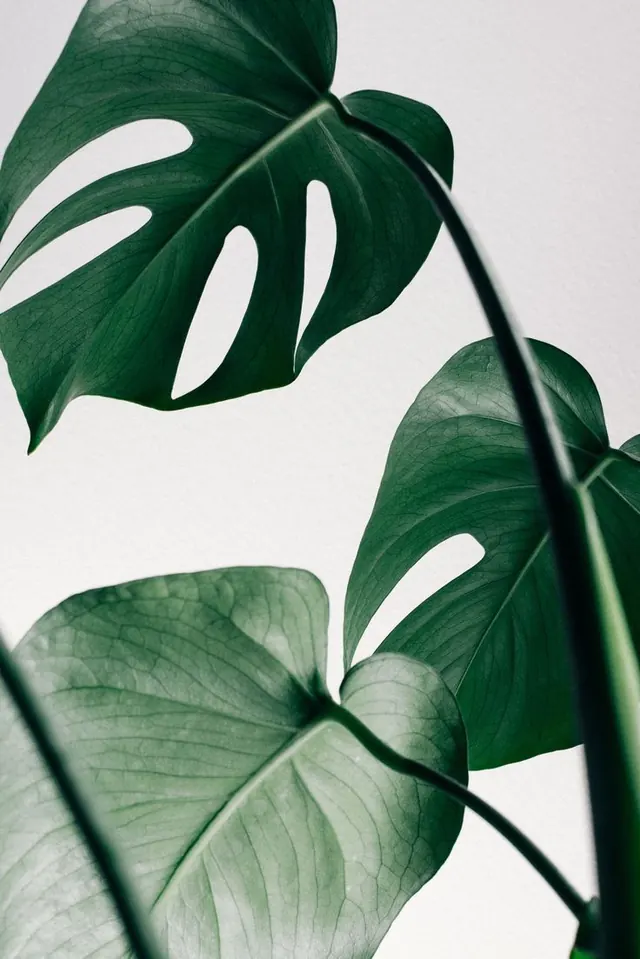 Monstera Leaf Composition, minimal, organic, light