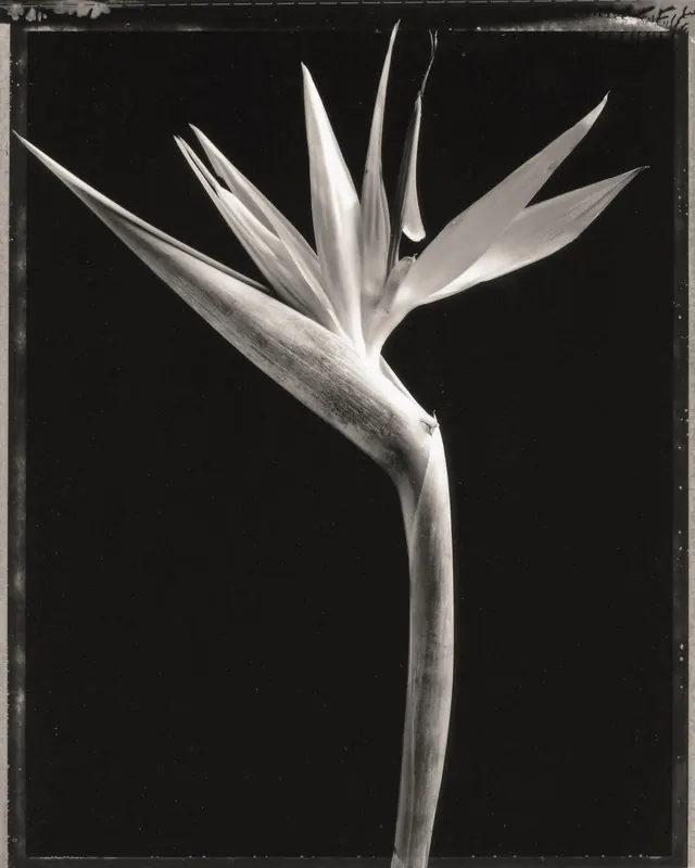 Monochrome Bird of Paradise Flower, minimal, monochrome, monochrome