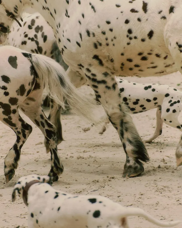 Dapple-Patterned Horses, photographic, organic, monochrome