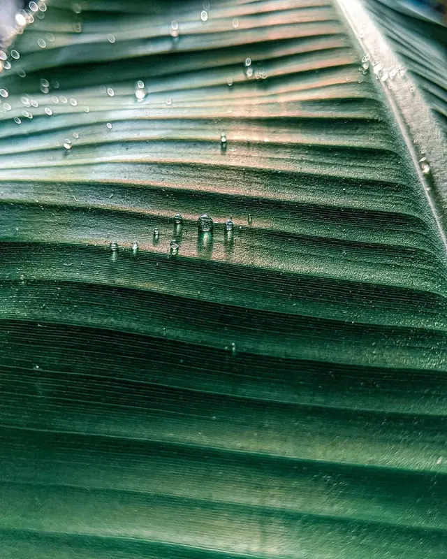 Rainy Palm Leaf Close-up, organic, photographic, dark