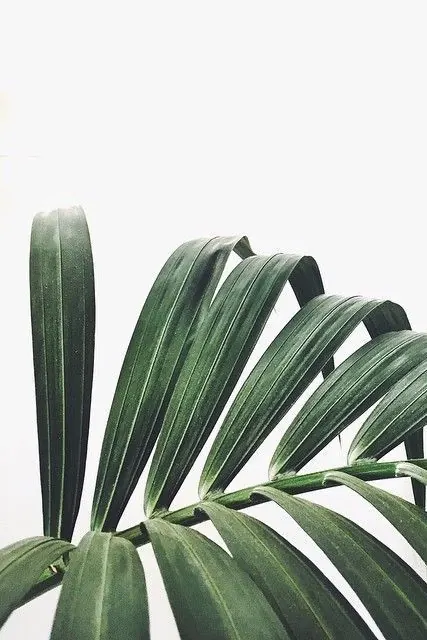 Palm Leaf Close-up, minimal, organic, light