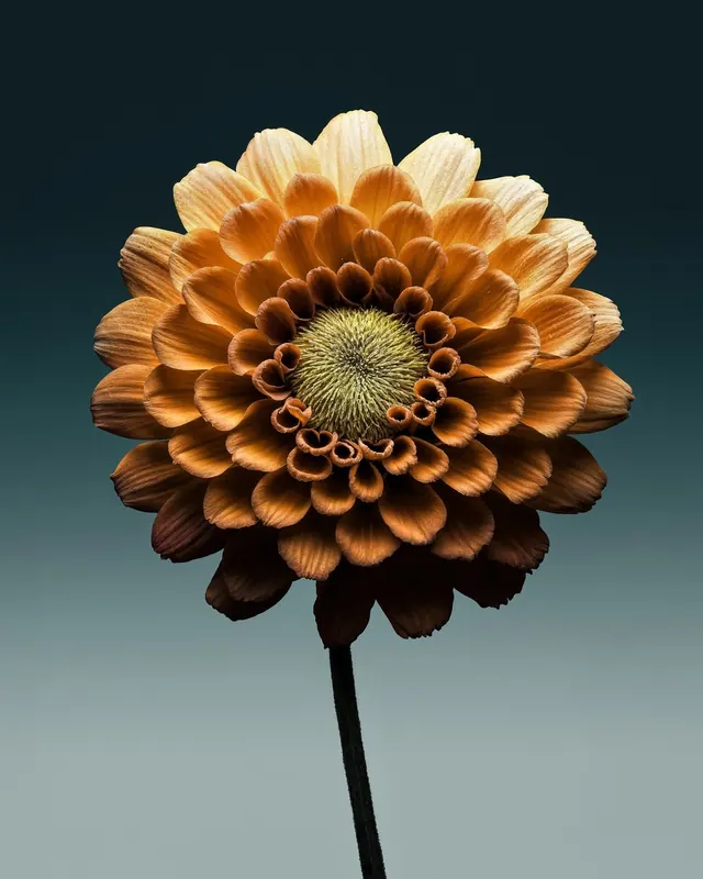 Dahlia Flower Close-up, organic, photographic, warm