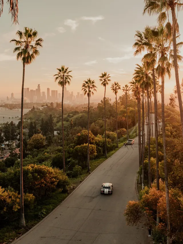 Palm Tree Roadway Landscape, photographic, organic, warm