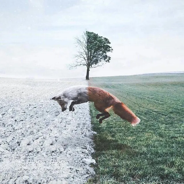 Fox in a Divided Landscape, minimal, organic, high-contrast