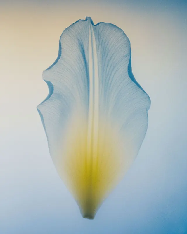 Abstract Feather Gradient Graphic, minimal, organic, light