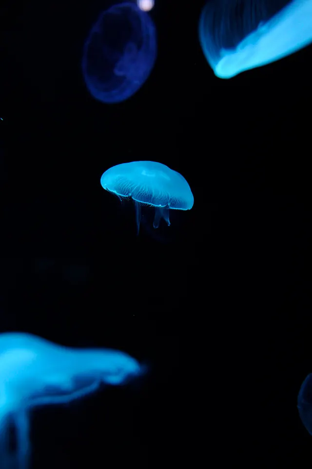 Bioluminescent Jellyfish, organic, photographic, dark