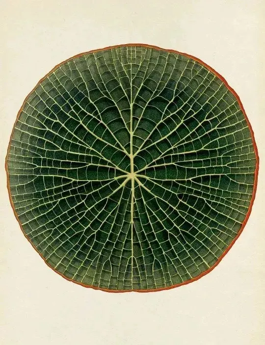 Lily Pad Illustration, organic, illustrated, earthy
