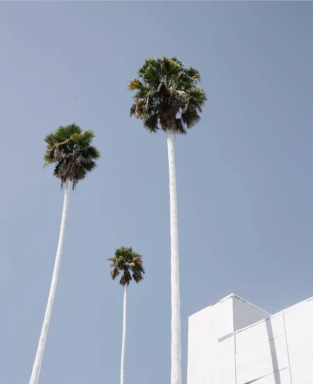 Palm Trees and Architecture, minimal, photographic, light