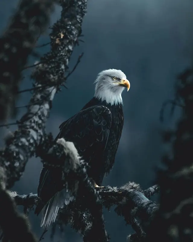 Bald Eagle in Snowy Forest, photographic, organic, cool