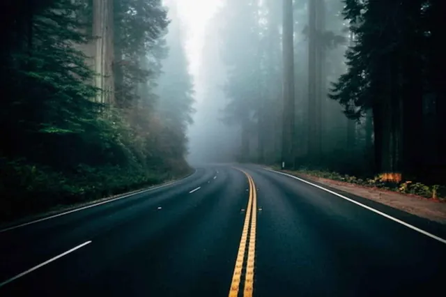 Foggy Forest Road, photographic, organic, dark