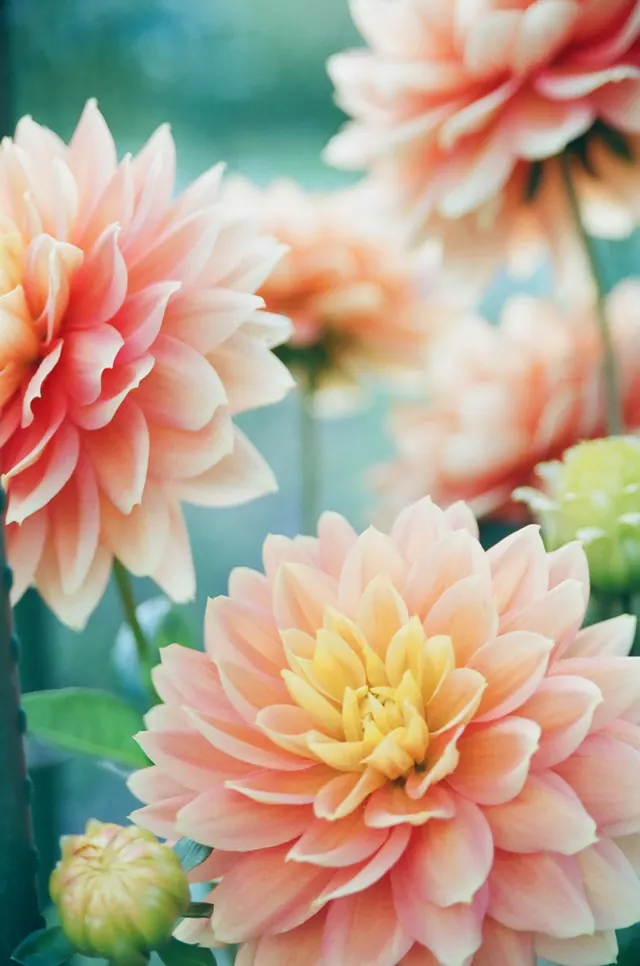 Close-up of Peach Dahlias, organic, photographic, warm