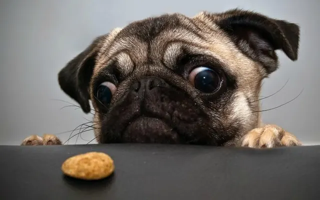 Pug Dog with Cookie, photographic, playful, muted