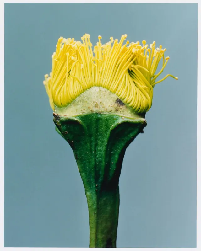 Macro Photograph of a Yellow Flower Stamen, organic, photographic, vibrant