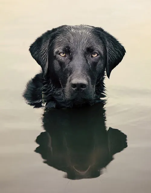 Black Labrador Portrait with Reflection, photographic, minimal, monochrome