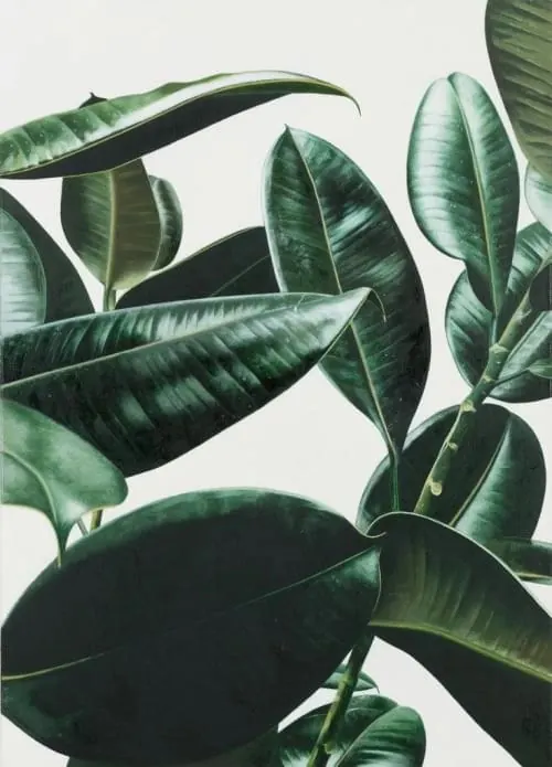 Tropical Leaf Close-up, organic, photographic, dark