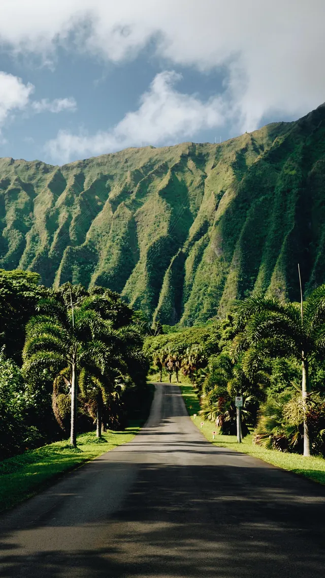 Tropical Road Perspective, photographic, organic, vibrant