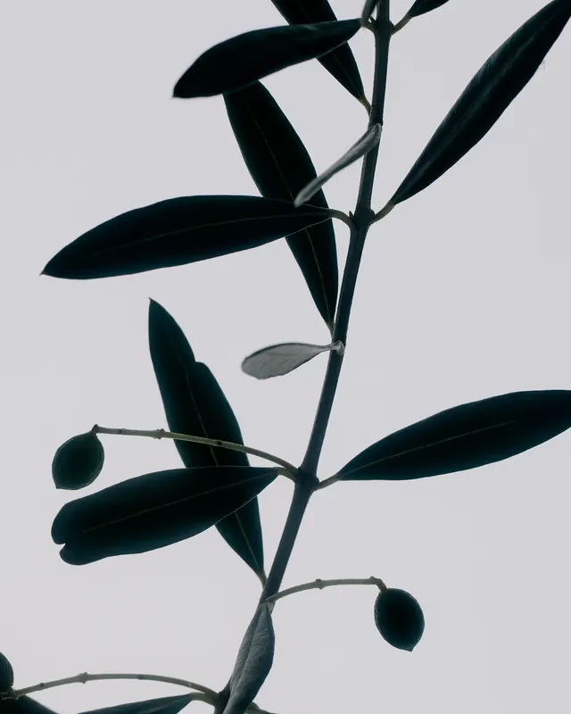 Botanical Leaf Illustration, minimal, line-art, monochrome