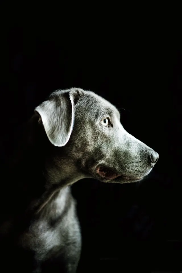 Portrait of a German Shepherd, minimal, monochrome, monochrome