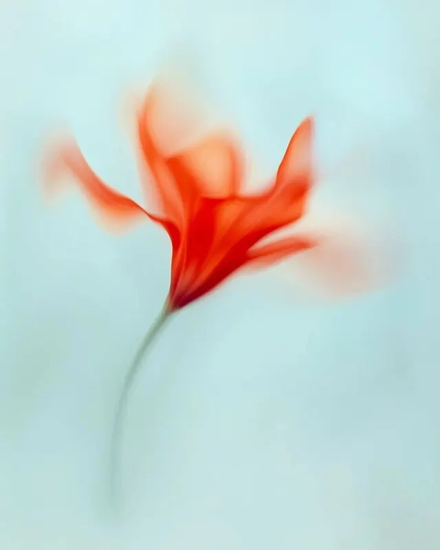 Abstract Red Flower Illustration, organic, abstract, vibrant