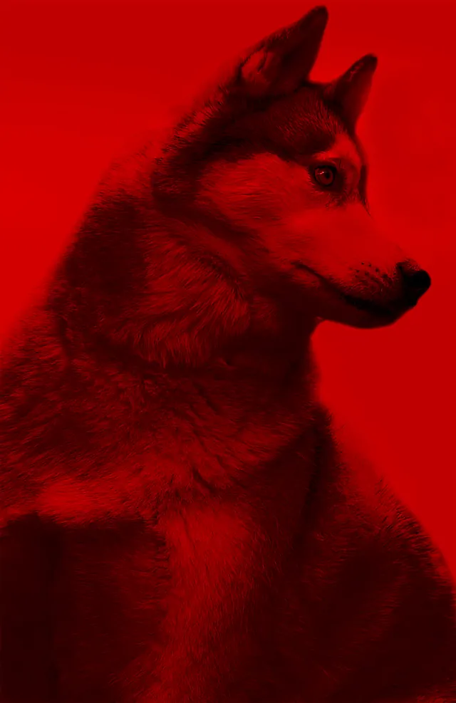 Red Toned Dog Portrait, photographic, abstract, vibrant
