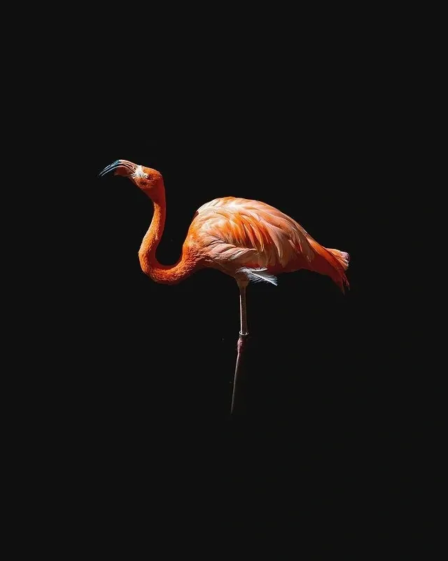 Flamingo on Black Background, minimal, photographic, high-contrast