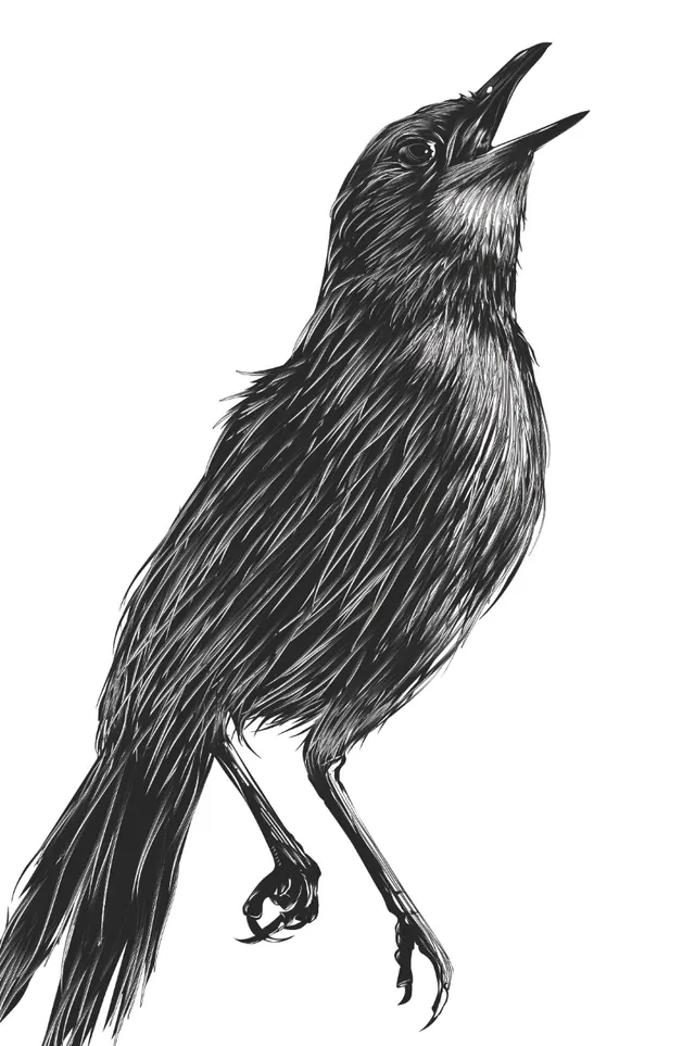 Line Art Bird Illustration, minimal, monochrome, monochrome