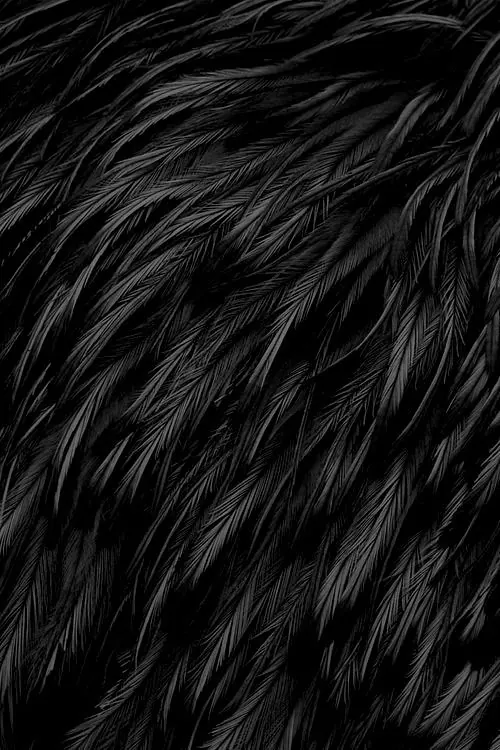 Monochrome Fur Texture, monochrome, organic, monochrome