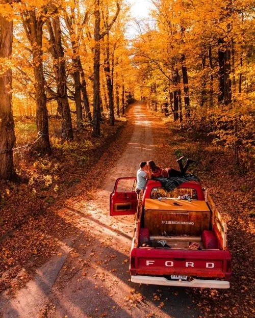 Autumn Forest Road Trip, photographic, organic, warm