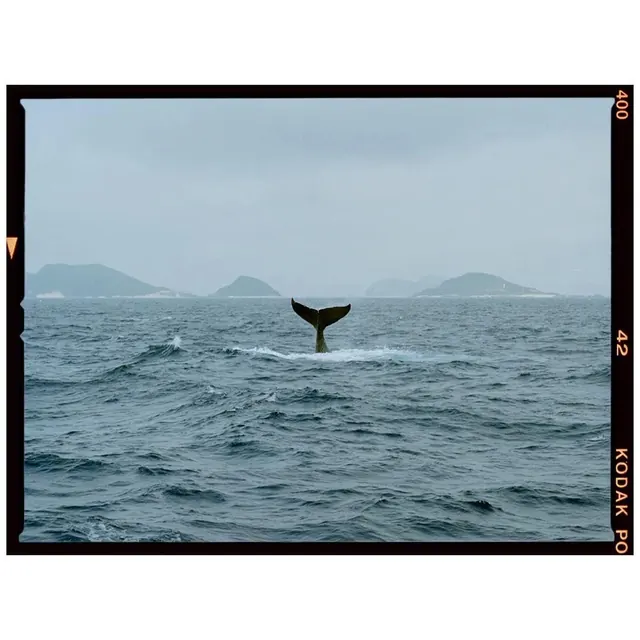 Whale in the Ocean Photograph, minimal, photographic, cool