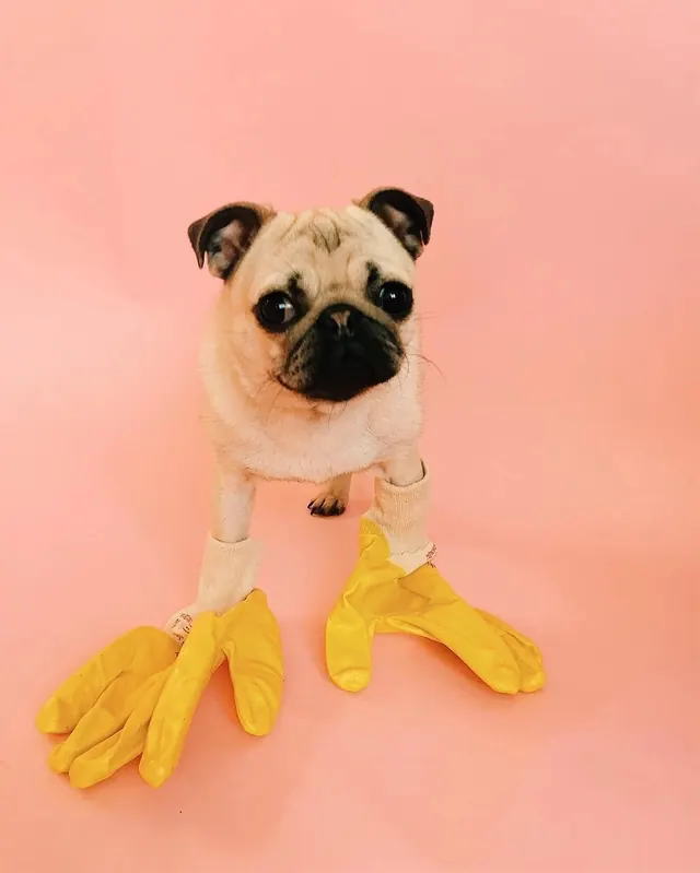 Pug in Yellow Gloves, playful, photographic, vibrant