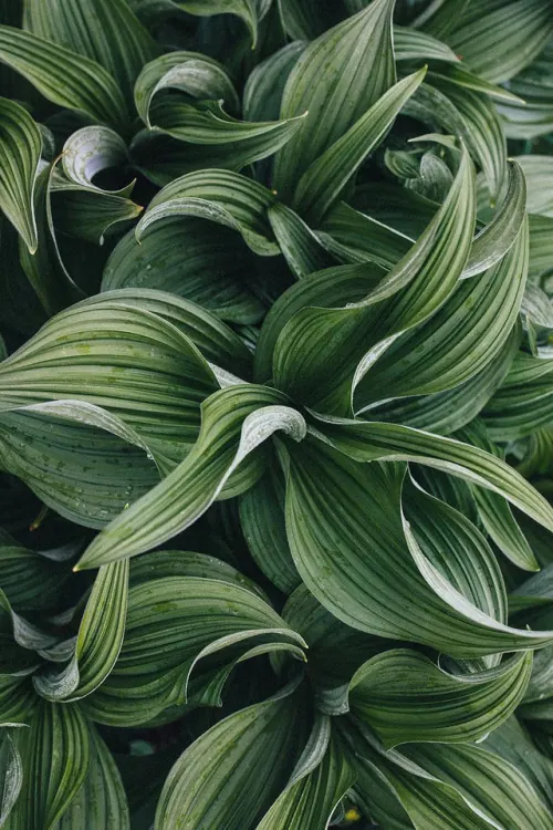 Green and White Variegated Foliage Pattern, organic, photographic, vibrant