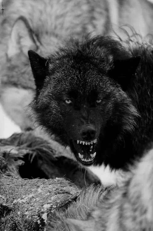 Wolf Head Close-up, monochrome, photographic, monochrome