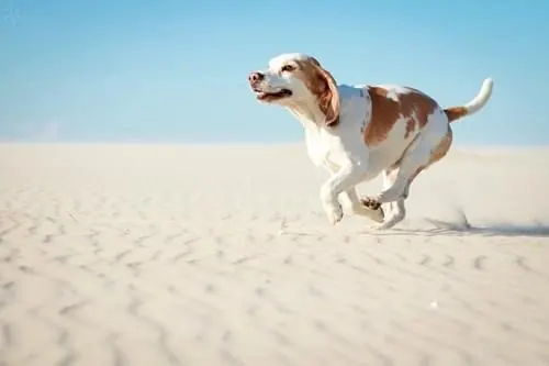 Running English Springer Spaniel in Sand, photographic, organic, light